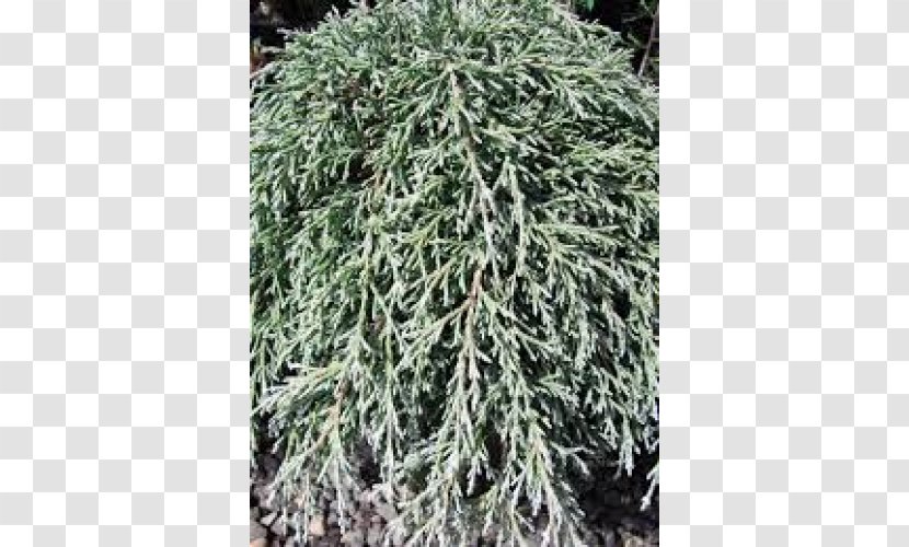 Spruce Larch Juniper Evergreen Subshrub - Conifer Transparent PNG