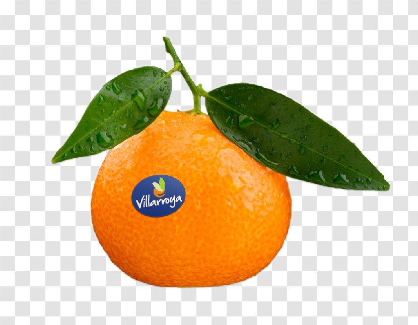 Clementine Mandarin Orange Tangerine Rangpur Tangelo - Yuzu - Grapefruit Transparent PNG