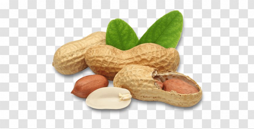 Peanut Nut Food Legume Plant - Ingredient - Superfood Fruit Transparent PNG