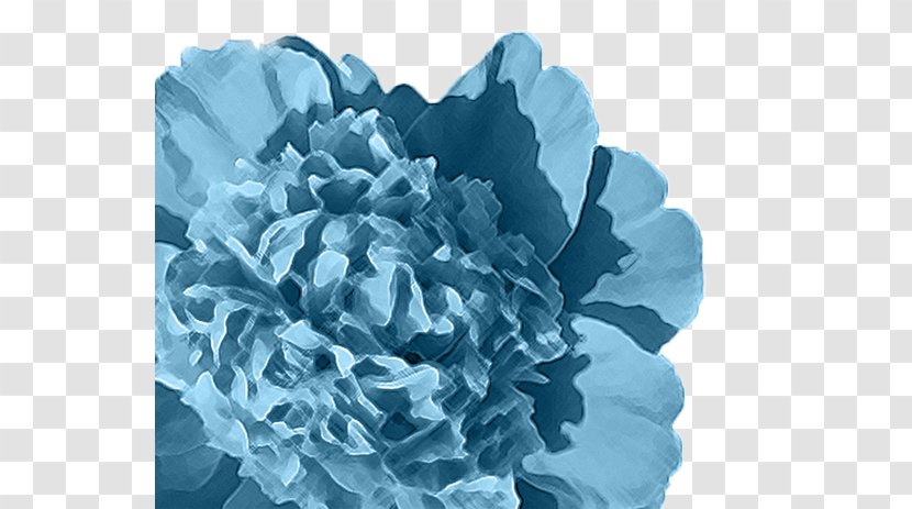 Peony Wikipedia Wikimedia Foundation Petal Commons - Blue Transparent PNG