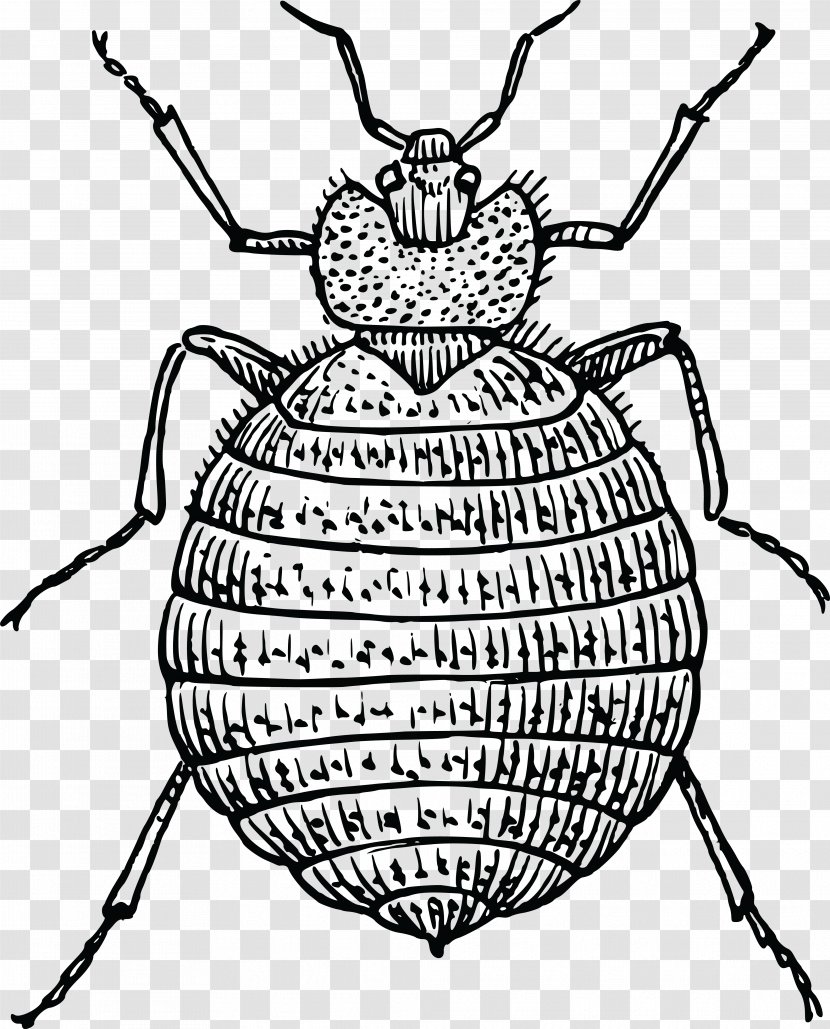 Bed Bug Bite Beetle - Cartoon Transparent PNG