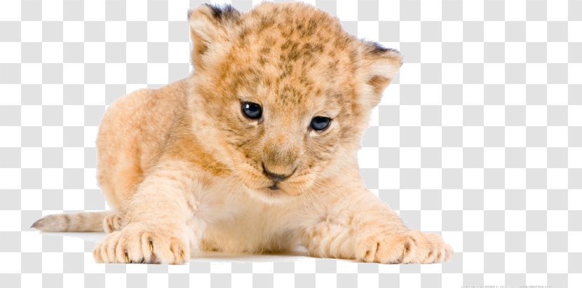 White Lion Tiger Desktop Wallpaper Cat - Whiskers Transparent PNG
