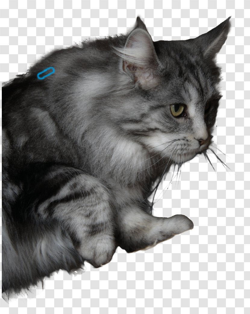 Nebelung Maine Coon Asian Semi-longhair Norwegian Forest Cat Whiskers - Giesswein France Eurl Transparent PNG