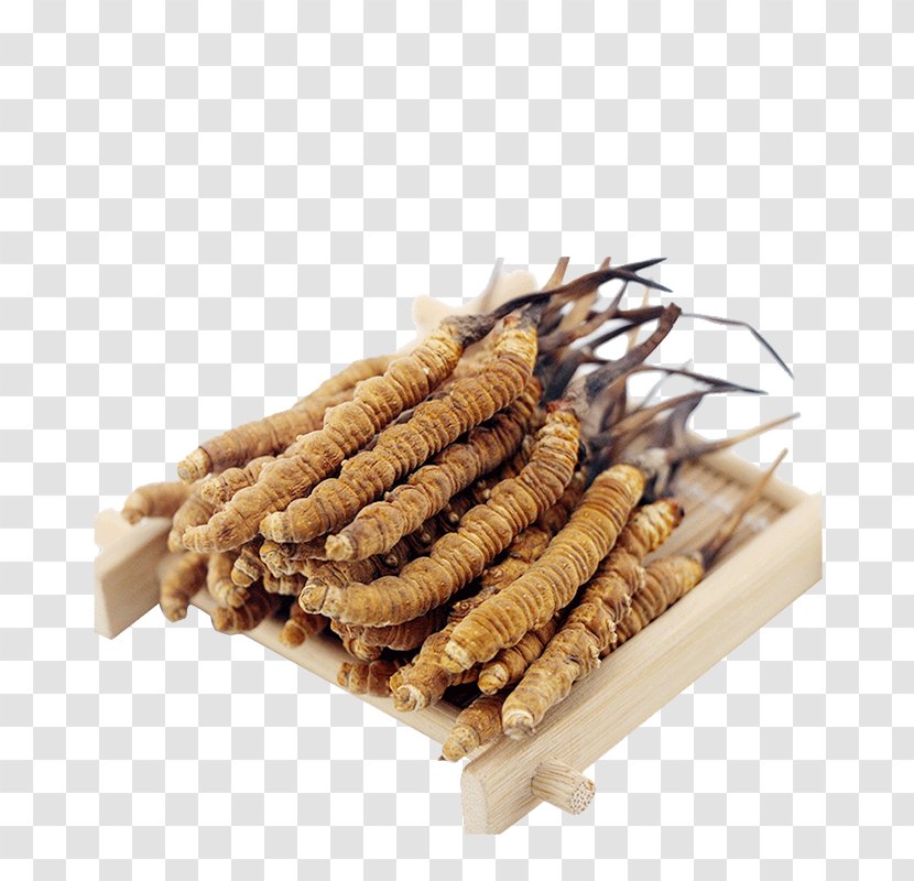 Yushu Tibetan Autonomous Prefecture Caterpillar Fungus Traditional Chinese Medicine Crude Drug Cordyceps - Natural Herbs Transparent PNG