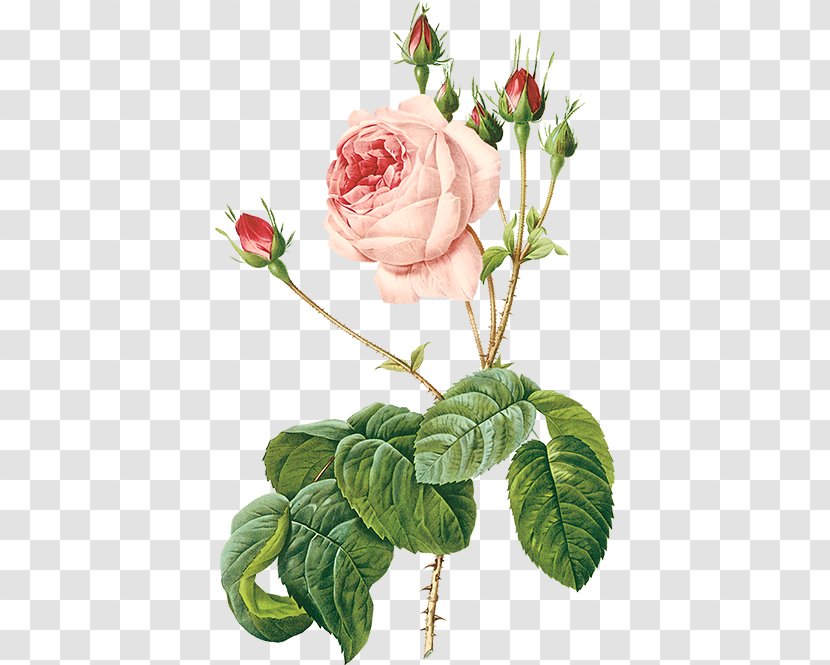 Damask Rose Flowers Illustration Tea Moss - Art - Pink Victorian Wreath Transparent PNG