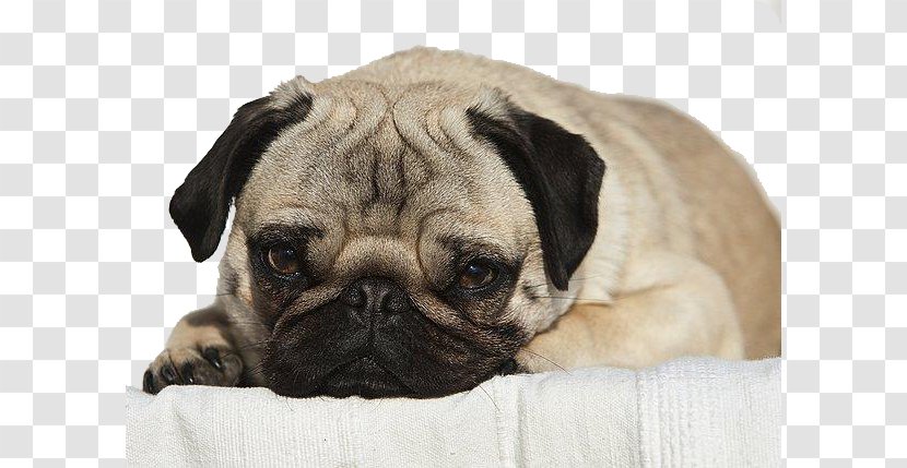 Pug Puppy Dog Breed Companion Toy - Love - Looking At The Camera Portrait Transparent PNG