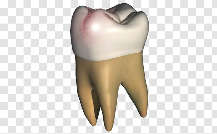 Human Tooth Anatomy Homo Sapiens Jaw - Silhouette - Frame Transparent PNG