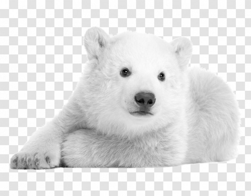 Polar Bear Hokkaido Dog Kishu Samoyed Korean Jindo - Tree - Pictures Transparent PNG