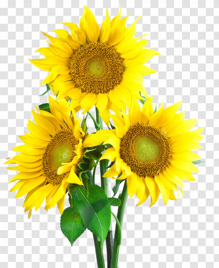 Common Sunflower Seed Wallpaper - Flower Transparent PNG