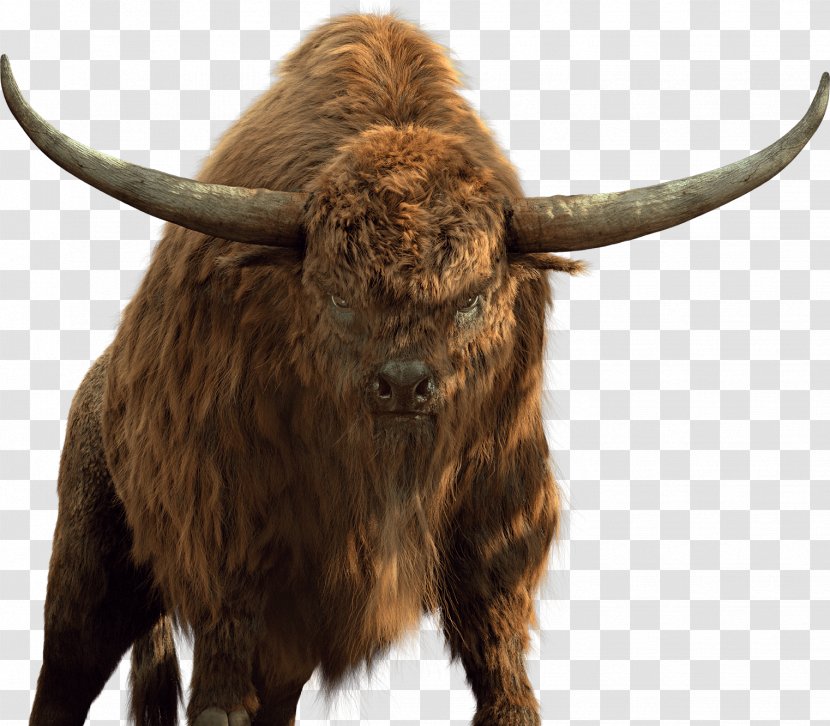 Texas Longhorn Domestic Yak Bison English Ox - Organism Transparent PNG