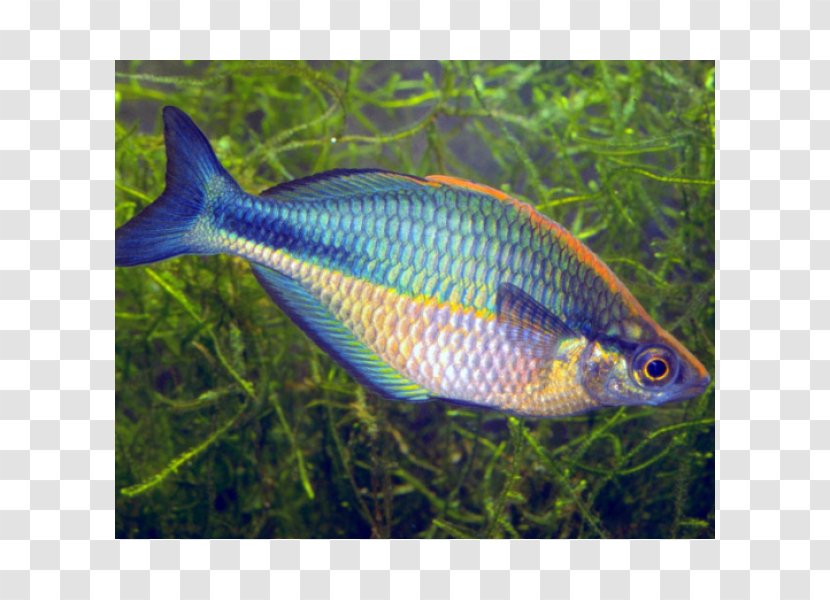 Lake Kutubu Rainbowfish Wanam Neon Dwarf - Freshwater Aquarium Transparent PNG