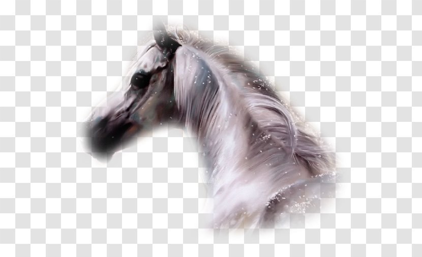 Arabian Horse Mustang Thoroughbred Blog - Photofiltre Transparent PNG
