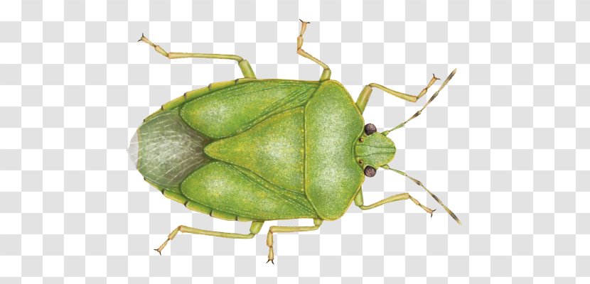 Southern Green Stink Bug Bugs Brown Marmorated Heteroptera - Pest Transparent PNG