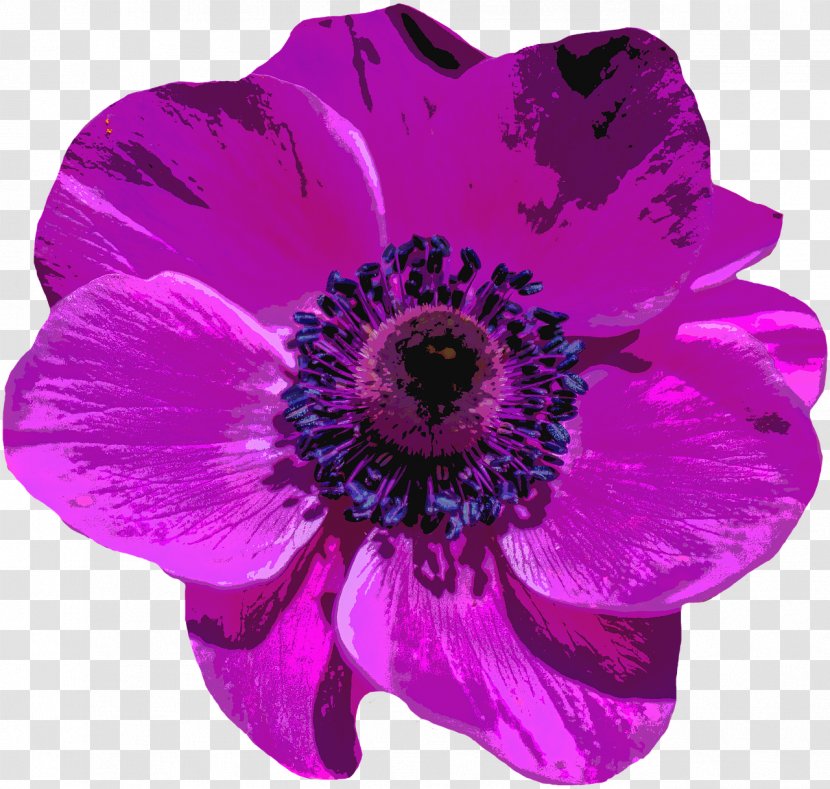 Violet Flower Purple Poppy - Family Transparent PNG
