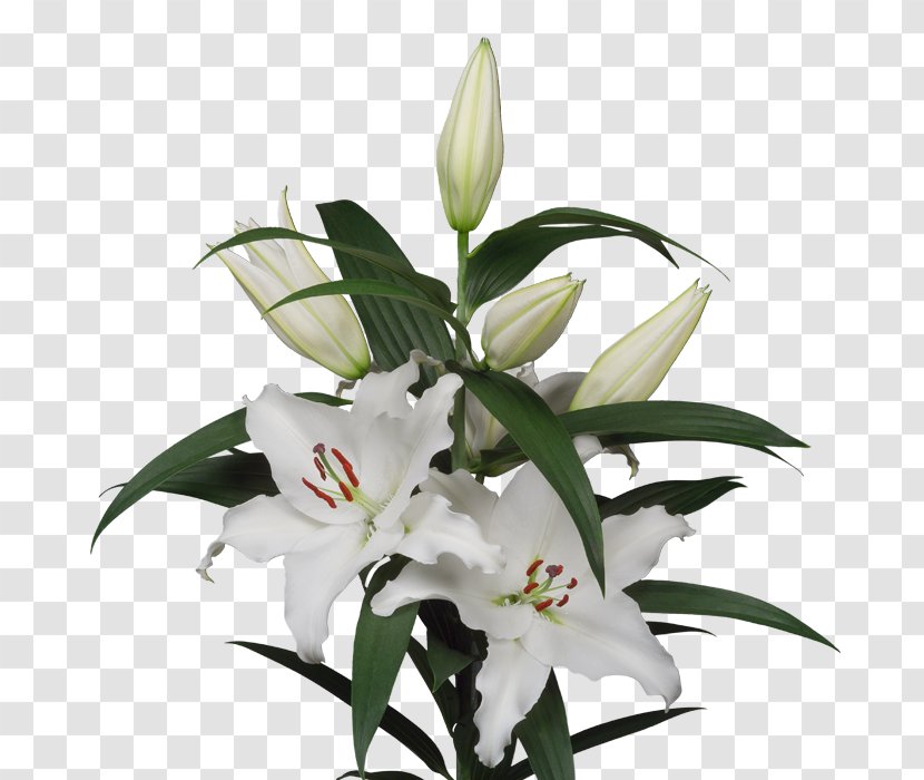 Lilium Cut Flowers Lily 'Stargazer' Floral Design - We - Flower Transparent PNG
