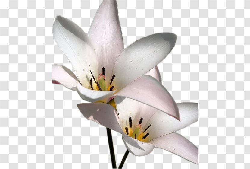 Cut Flowers Petal Plant Stem Tulip - Flowering Transparent PNG