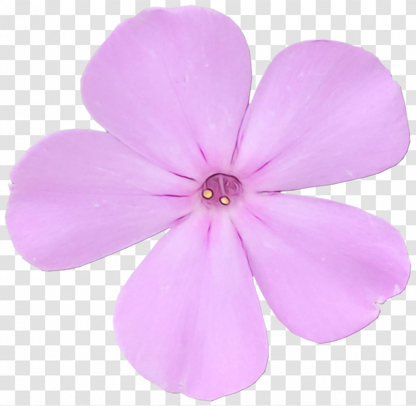 Petal Herbaceous Plant Pink M Flower Plants Transparent PNG