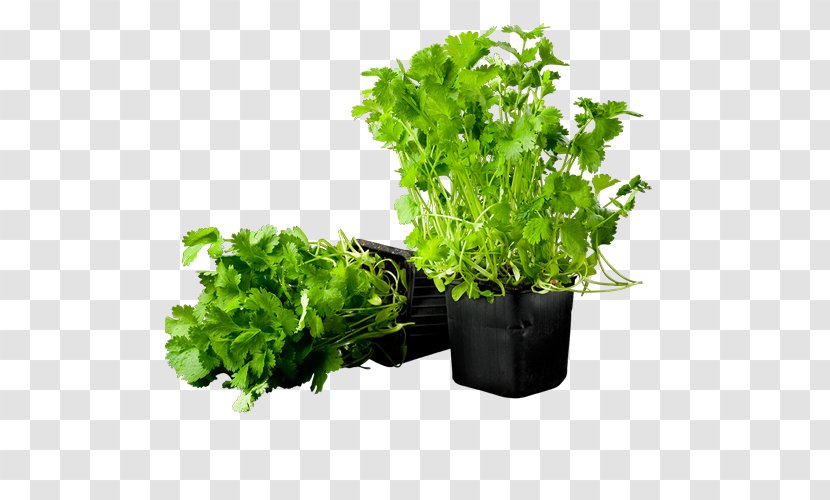 Herb Bjäre Coriander Vegetable Dill - Flowerpot - Broccoli Romanesco Transparent PNG