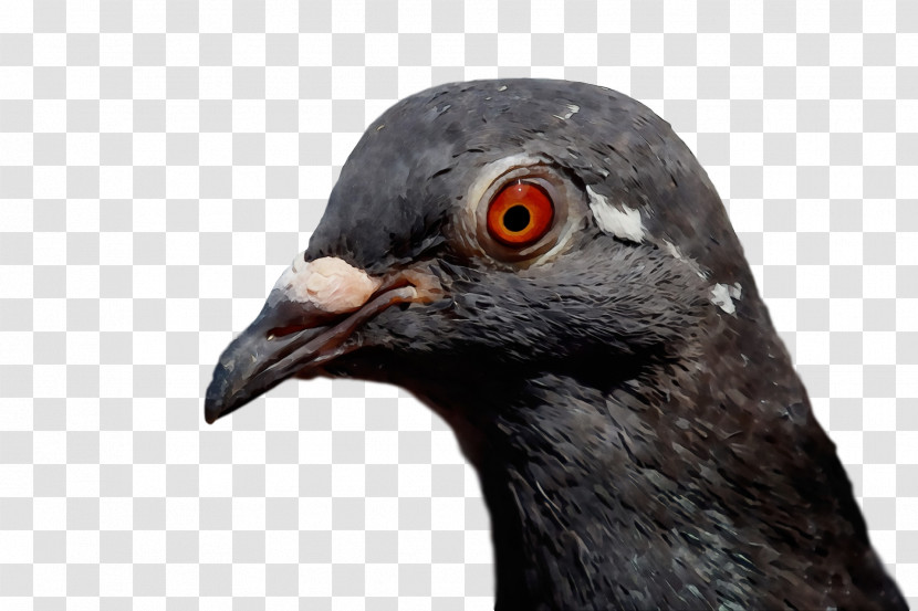 Beak Transparent PNG