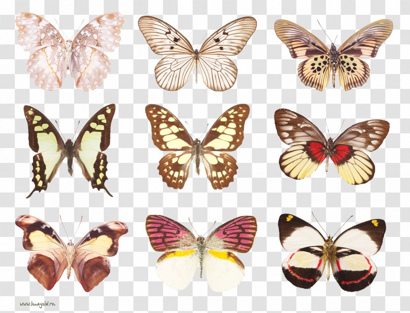 Butterfly Insect Moth Papilio Demoleus Transparent PNG