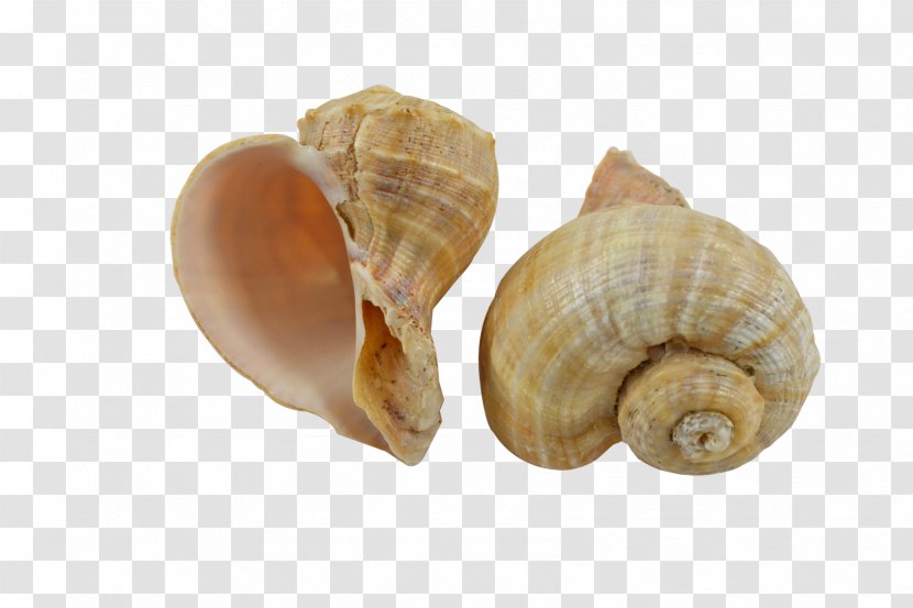 Seashell Gastropods Clam Snail Escargot - Rapana Transparent PNG