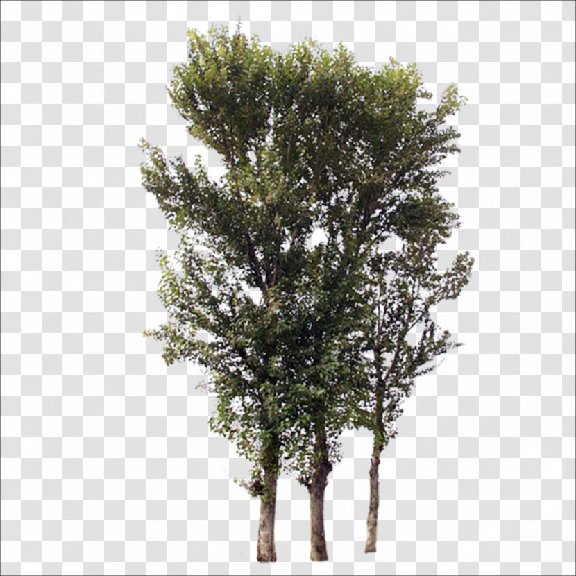 Tree Branch Trunk - Raster Graphics - Trees Transparent PNG