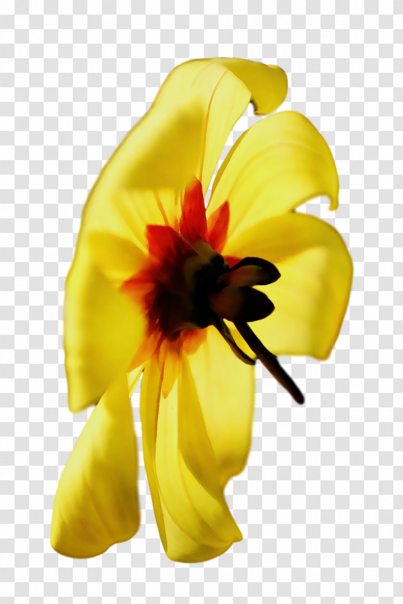 Cut Flowers Flower Petal Yellow Plants Transparent PNG