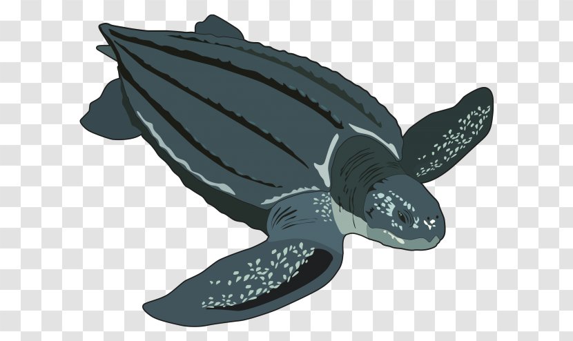 Loggerhead Sea Turtle Leatherback Jellyfish Hawksbill Transparent PNG