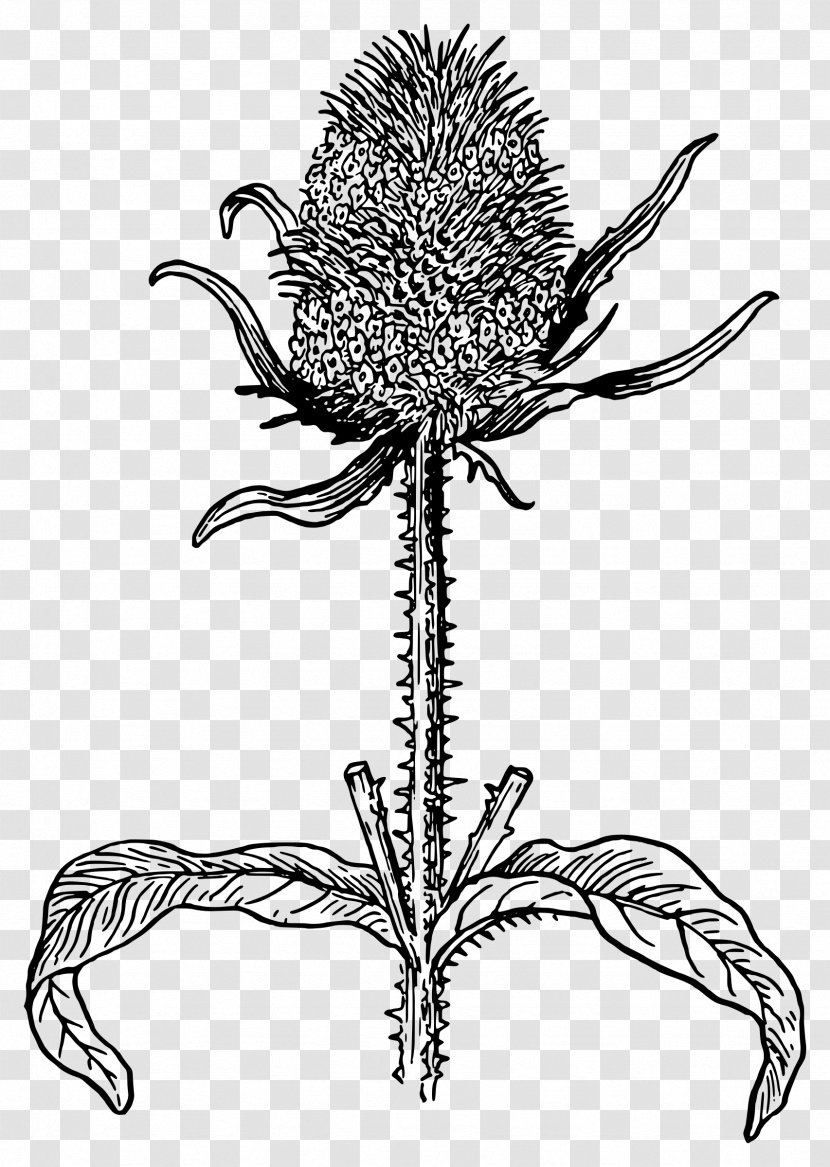 Bee Plant Thistle Dipsacus Fullonum Botany - Line Art - Hortensia Transparent PNG