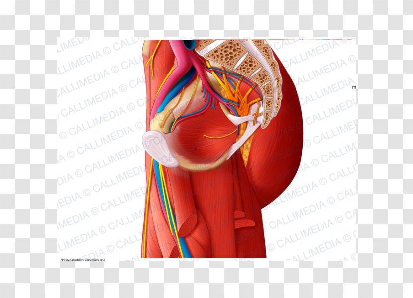 Hip Anatomy Muscle Muscular System Nerve - Cartoon - Flower Transparent PNG