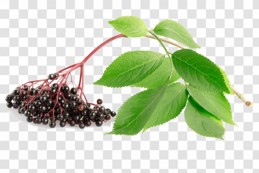 Lotion Berry Elder Skin Care - Herb Transparent PNG