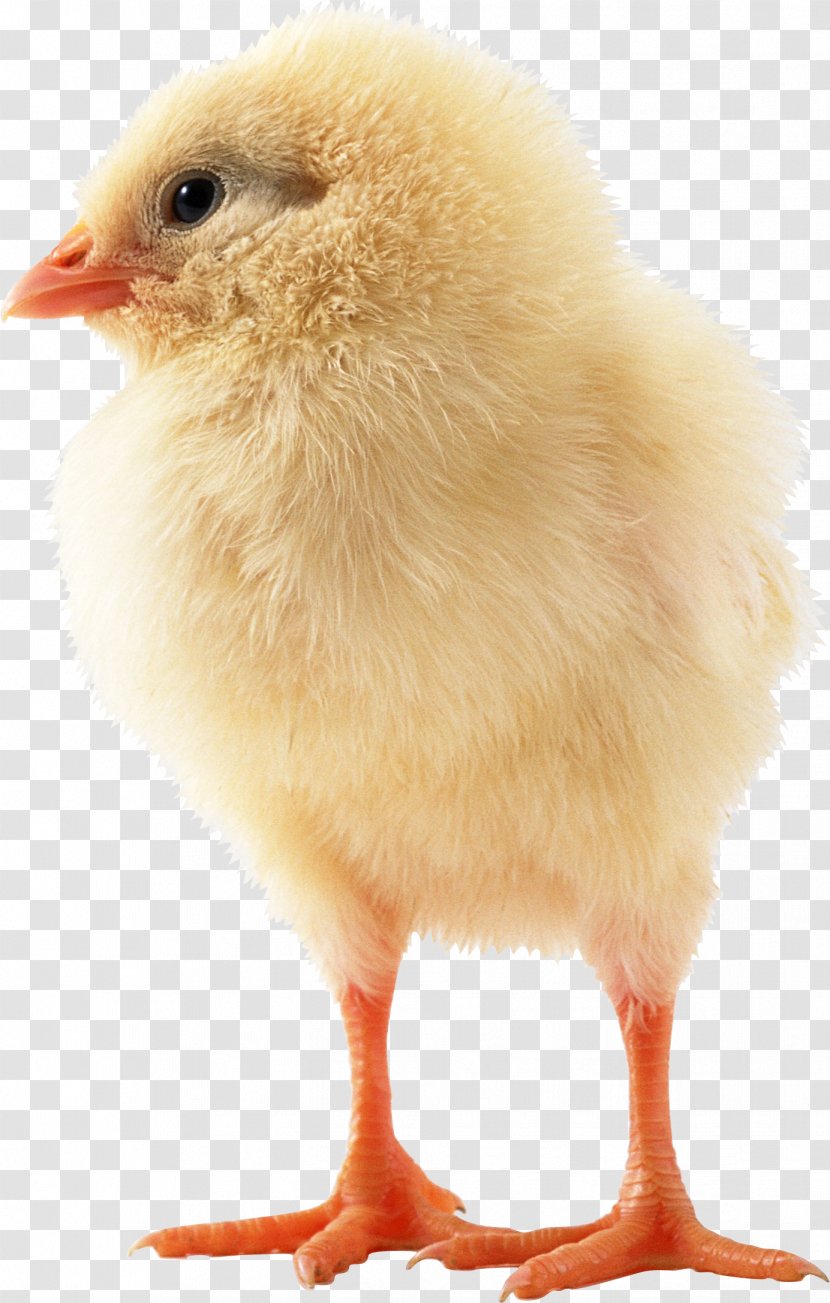 Japanese Bantam Bird Sebright Chicken Kifaranga - Chick Transparent PNG