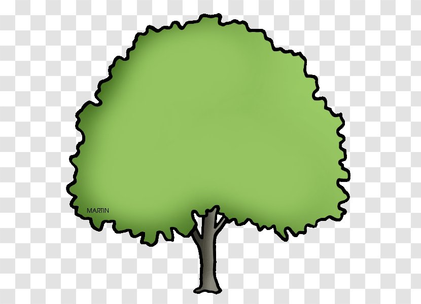 Ulmus Americana Clip Art - Elm - Plant Transparent PNG