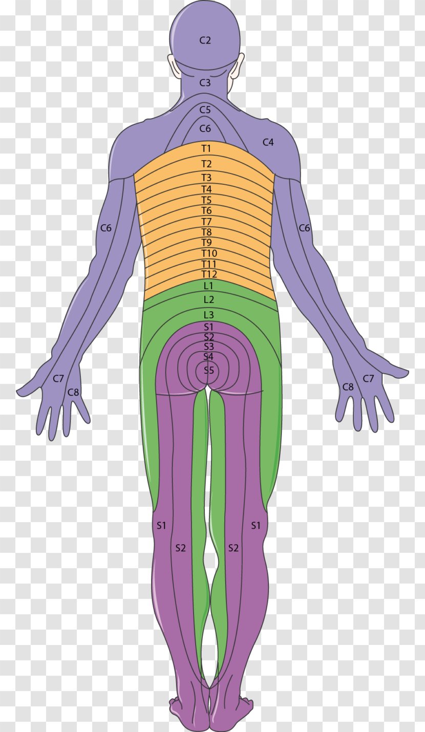 Dermatome Neurology Peripheral Neuropathy Muscle Diabetic Foot - Frame - Central Nervous System Transparent PNG