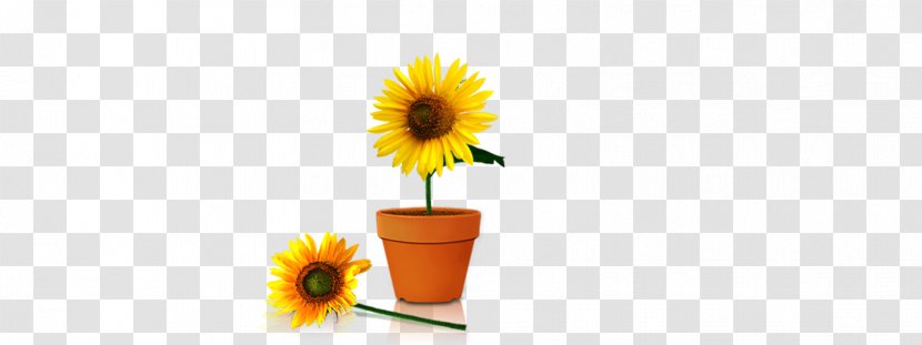 Coffee Cup Cafe Yellow Wallpaper - Petal - Sunflower Transparent PNG