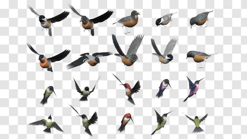 Bird Flight - Fauna - Birds Collection Transparent PNG