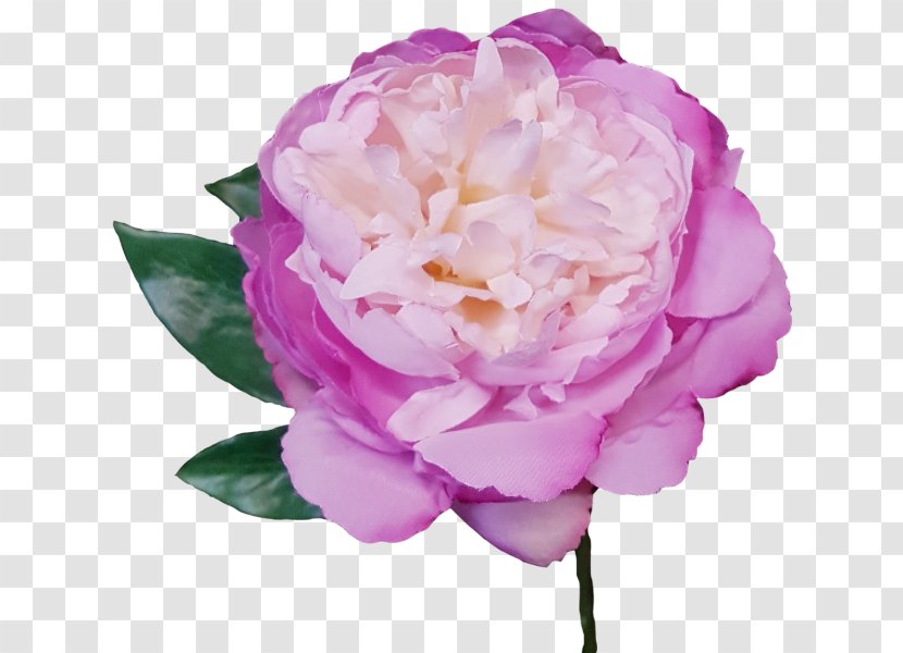 Garden Roses Peony Centifolia Cut Flowers - Plant Stem - Subshrubby Flower Transparent PNG