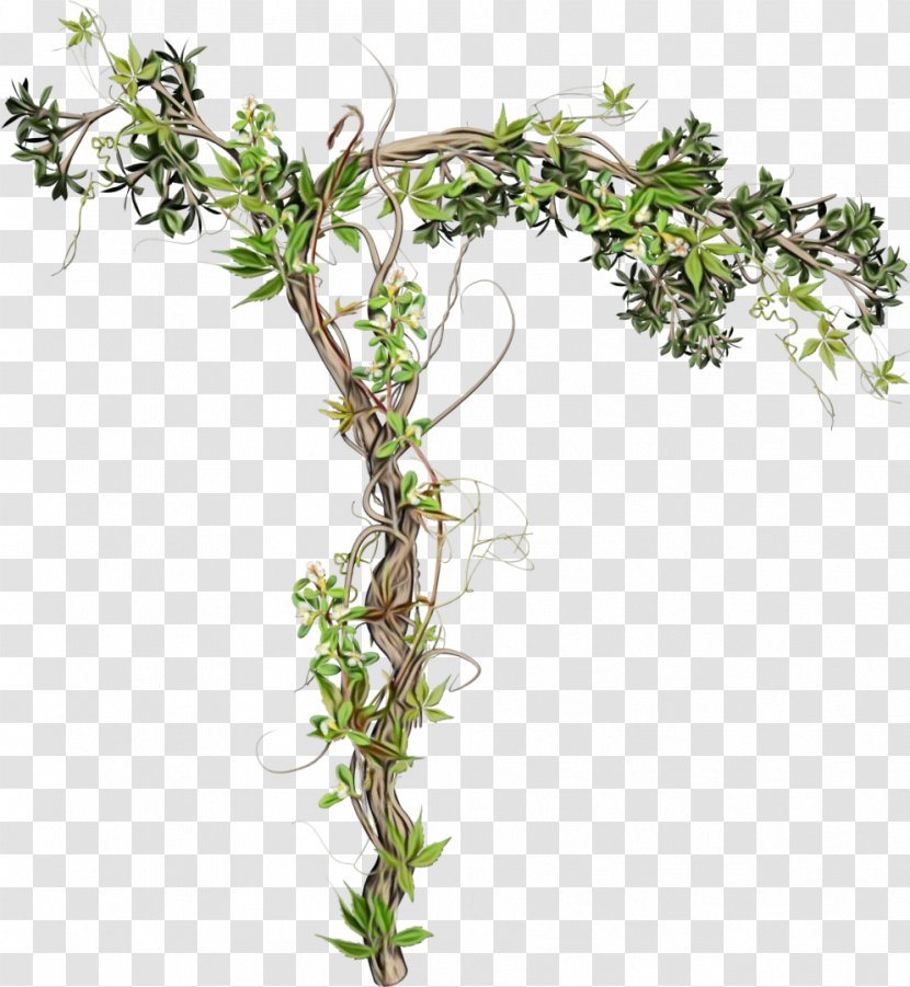 Ivy - Flowering Plant - Family Shrub Transparent PNG