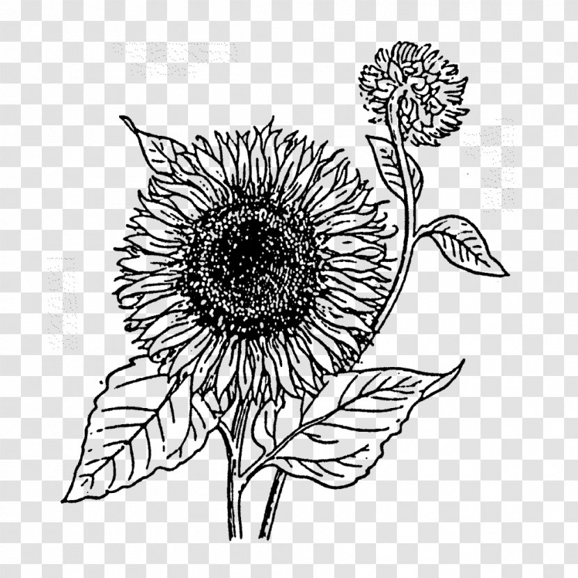 Common Sunflower Rubber Stamp Cut Flowers Postage Stamps - Daisy Family - Flower Transparent PNG