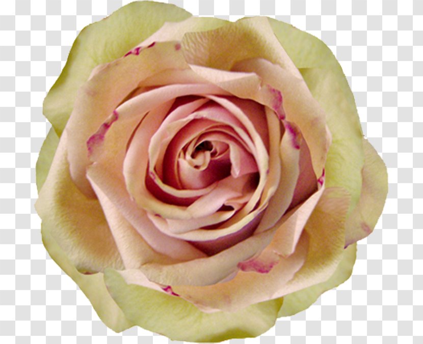 Centifolia Roses Garden Beach Rose Microsoft PowerPoint - Rosa - White Closeup Red Edge Transparent PNG