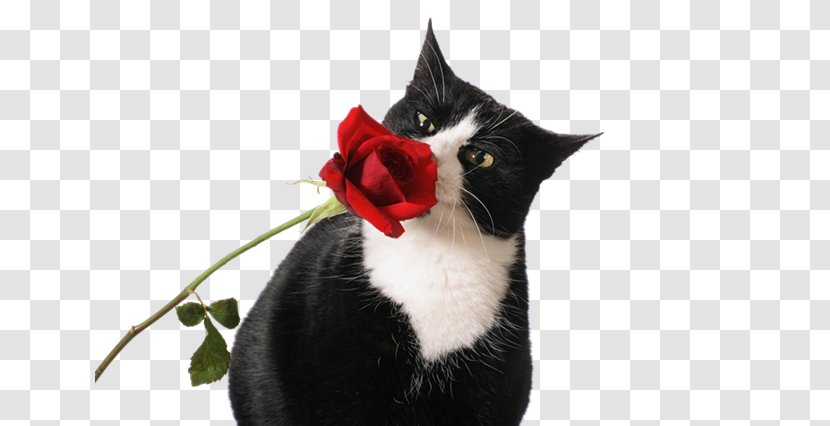 Kitten Norwegian Forest Cat Bengal Desktop Wallpaper Flower - Whiskers - Fk Transparent PNG
