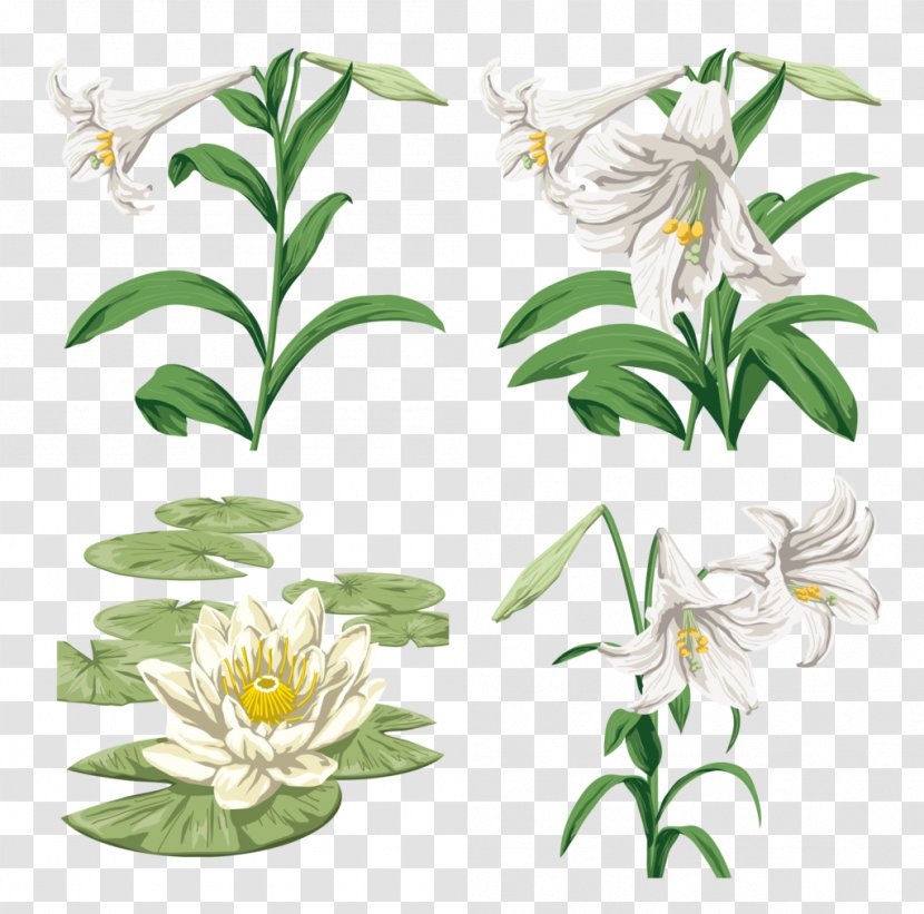Image Design Vector Graphics Download - Plant - Glory Lily Transparent PNG