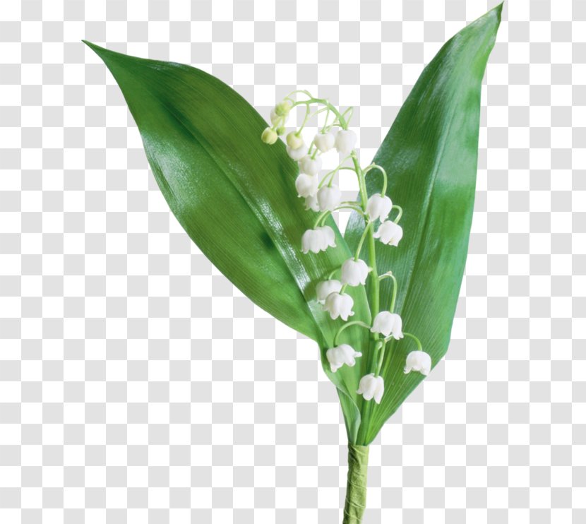 The Lily Of Valley Flower Transparent PNG