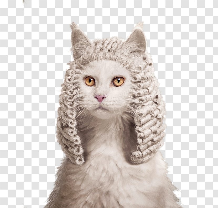 Kitten Cat Judge Ruf Lanz Advertising - Animal - Pet Transparent PNG
