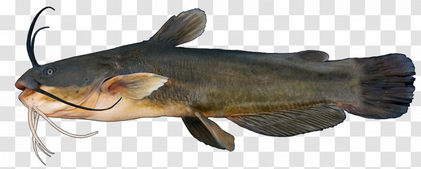 Catfish Fishing Carp Yellow Bullhead - Cod Transparent PNG