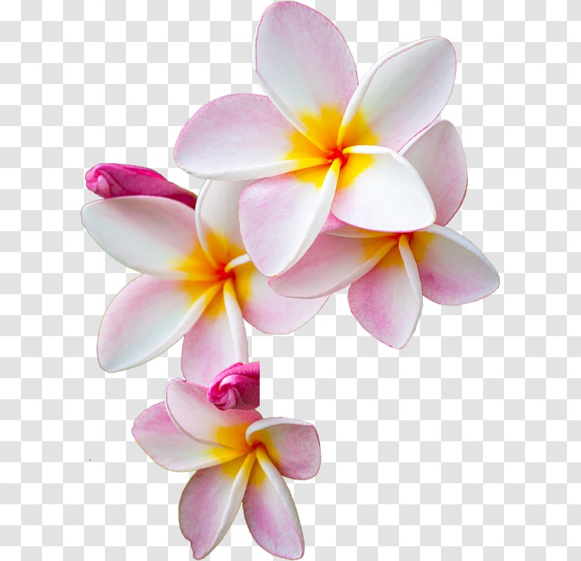 Flower I Am Moana Pin Te Fiti - Petal - Peach Flowers Transparent PNG