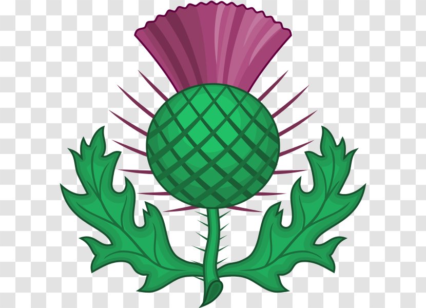 National Symbols Of Scotland Thistle Emblem Onopordum Acanthium - Symbol Transparent PNG
