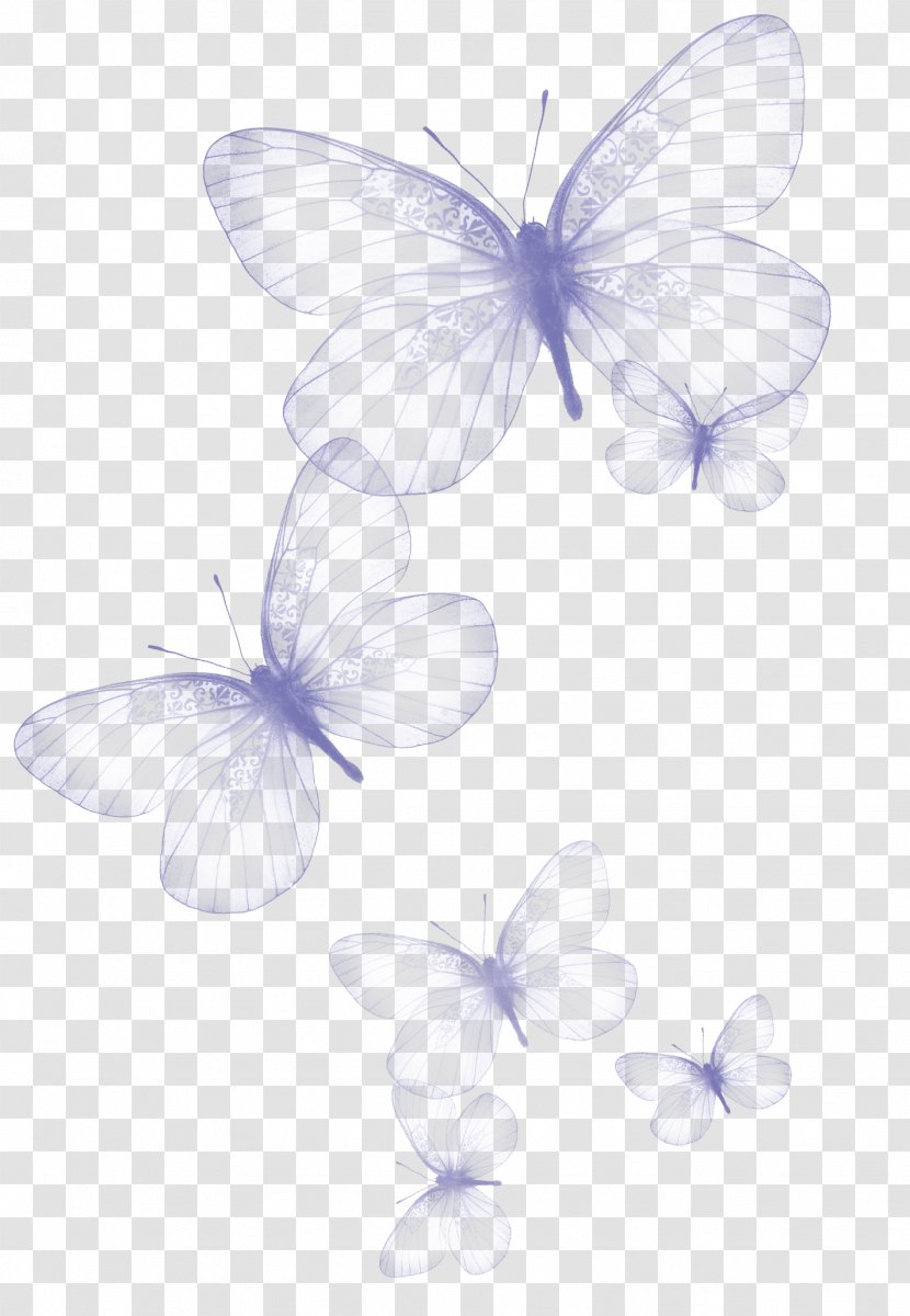 Butterfly Clip Art - Insect - Transparent Clipart Picture Transparent PNG