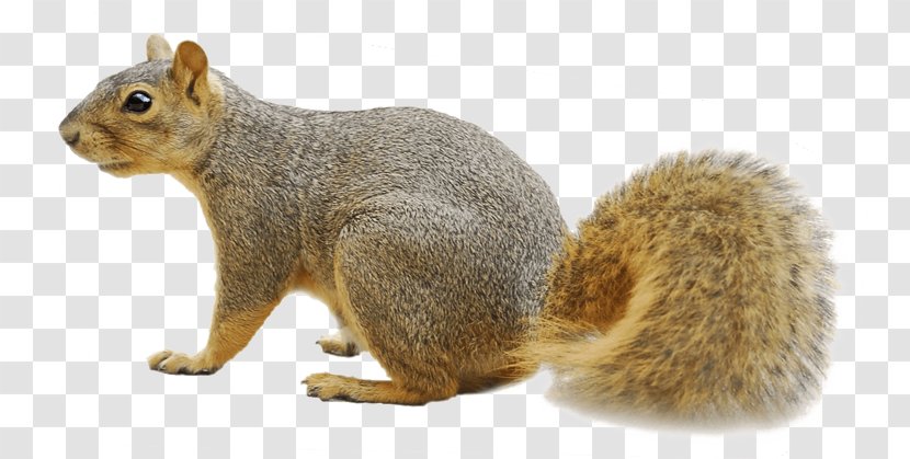 Fox Squirrel Raccoon Rodent - Squirrels Transparent PNG
