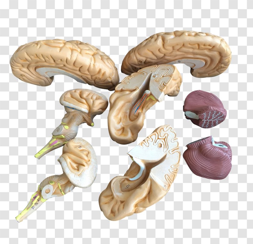 Brain Organism - Watercolor Transparent PNG